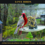 LOVE BIRDS2 / photographed by Chris Yake