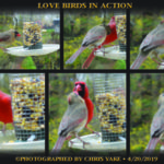 LOVE BIRDS1 / photographed by Chris Yake