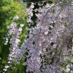 WEEPING CHERRY TREE2 / photographed by Chris Yake