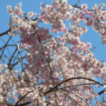 WEEPING CHERRY TREE1 / photographed by Chris Yake